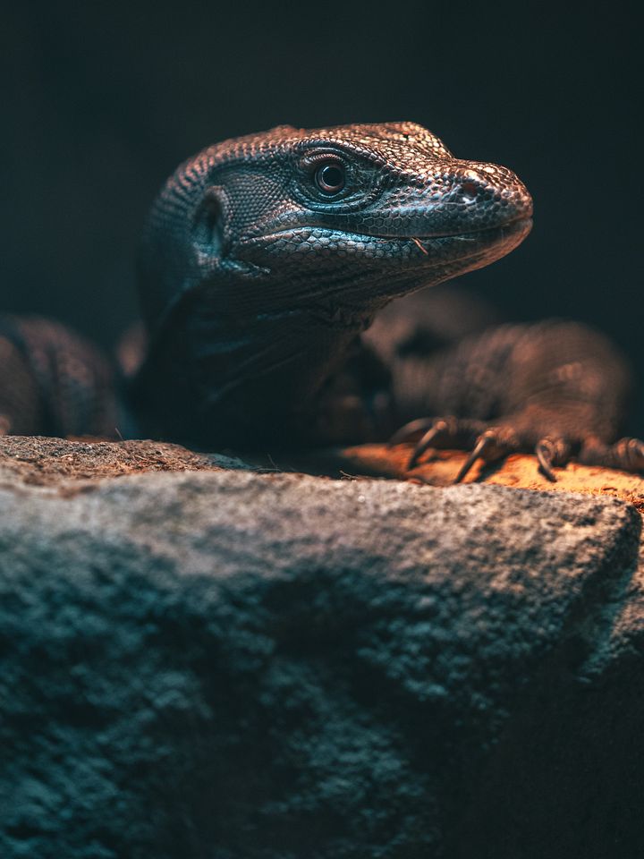 Black Dragon Asian Water Monitor product image (1)