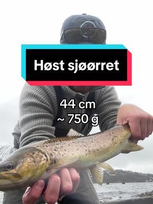 Har dere opplevd å få fisk på første kast i høst? 👀👇  Fikk denne flotte sjøørreten på første kastet med flyteline over grunna! 🎣🐟  Brukte en jiggy med hot UV orange som trigger, og det gjorde virkelig susen. Du kan se den på andre kanaler i bio. Det er noe spesielt med de mørke høstfargene som viser at fisken enten er ferdig med gyting, eller snart er klar for det. Naturens syklus på sitt vakreste! Slapp den selvfølgelig forsiktig tilbake for å la den fullføre løpet sitt. 🍂 . . . @Skitt Fiske  @Ulvang  #sjøørret #fluefiske #catchandrelease #gytefisk #fiskemedomtanke #norskfiske #jiggyfly #høstfiske #uvorange #fiskeglede #norwegianfishing #troutfishing #tightlines #naturensgang
