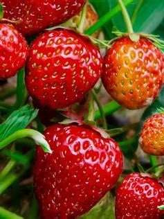 Strawberry Blast 8. oz Scented Candle product image (2)