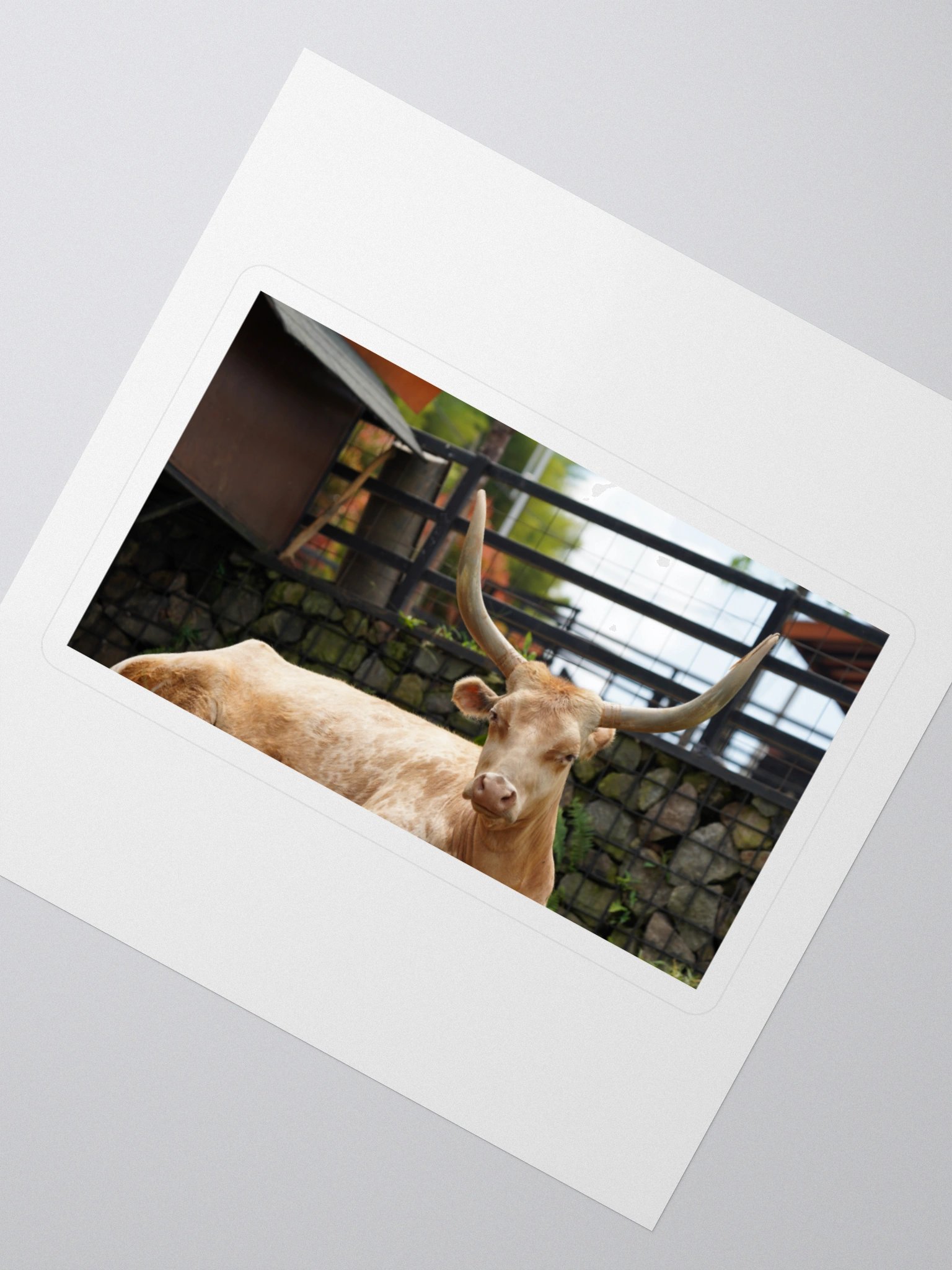 Majestic Longhorn Cow Kiss Cut Stickers product image (2)