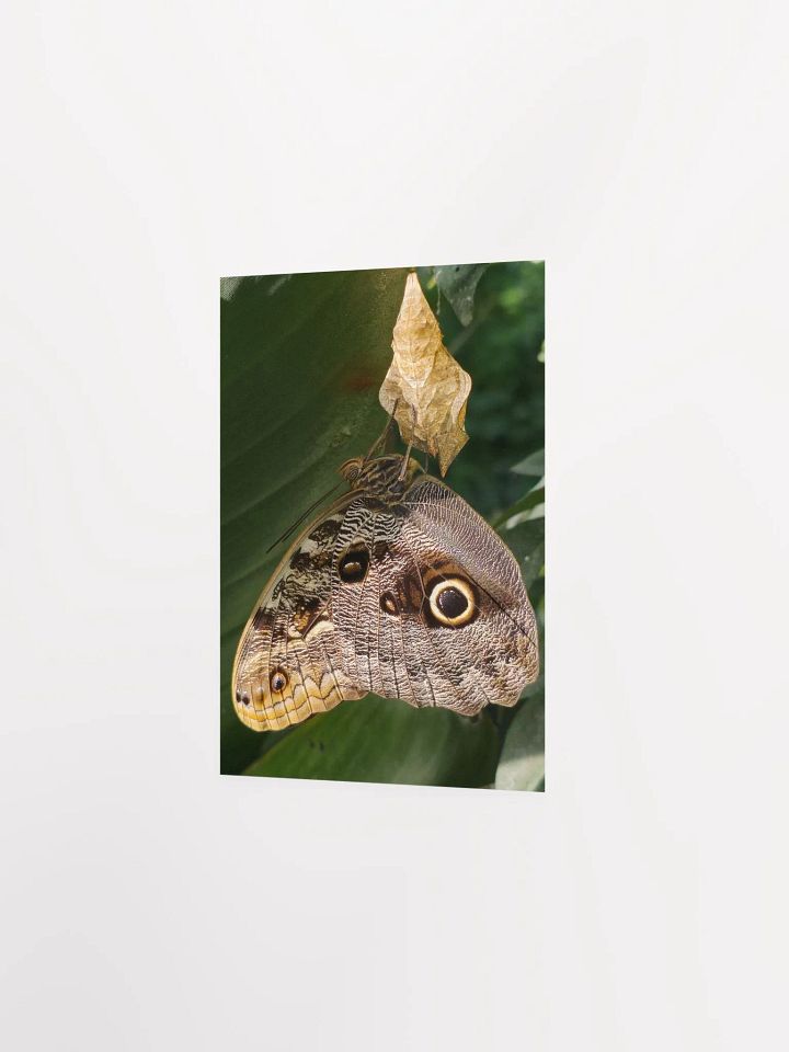 Tropical Owl Butterfly Poster 5x7" product image (2)