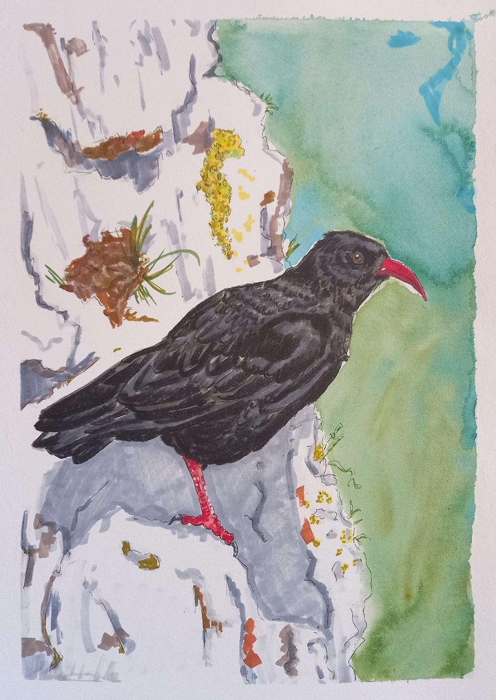 Original Art Series: Corvids [04] Chough product image (1)