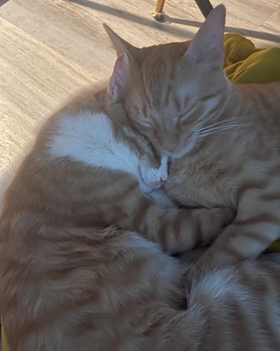 Cuddle brothers. Cheeto & Cal. 🍊 boys. Cutie pies!

#orangecat #catsofinstagram #saturdaycaturday