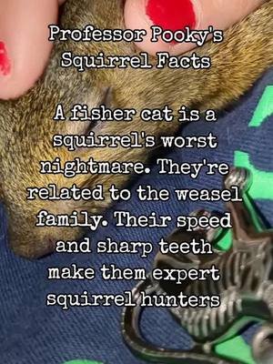 #animals #squirrel #evolution #🐿️ #science #weasel #adaptation @Mëër Kat Gen ❌ @❤️‍🔥MoTherCluCKer❤️‍🔥 @Eric91377 @Tilly the Quilly Hedgehog @PETE @🍒💣Cherry Bomb 🍒💣 @Wil @phoebe @Lady and the Cat 