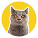 Catpresso Cat