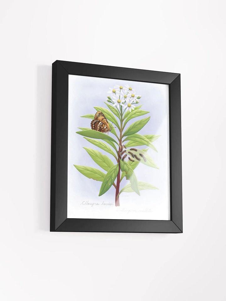 Harris' Checkerspot Butterfly & cats product image (16)