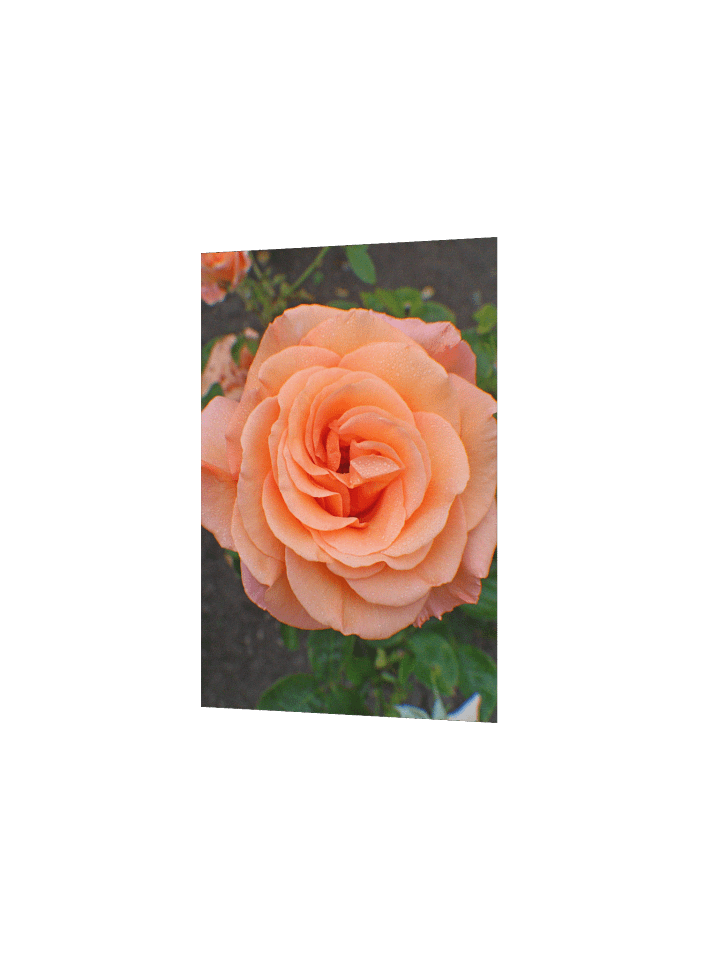 A Single Orange Flower product image (10)