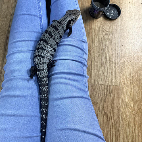 He’s got so big 🙈 he’s currently gaining on average around 50g a month. I last weighed him on April 6th and he was 257g.

#bl...