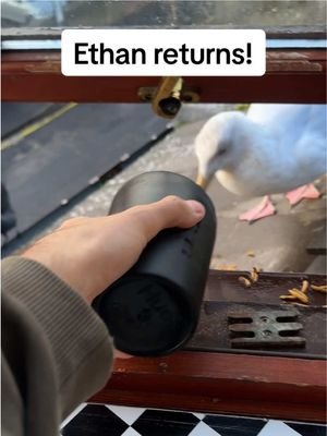 Missed you Ethan 🥹 #fyp #foryou #seagull #feedingsteven #birds