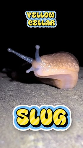 SLIME TIME BUCKO!

This 5 inch long UNIT is a Yellow Cellar Slug, a detritivore that eats in a pretty weird way. 

They use a...