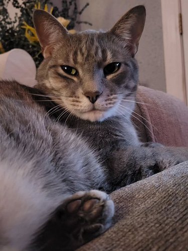 I hate to cancel a stream,  but I just don't have the energy tonight. I hope you understand. Depending on how i feel tomorrow...