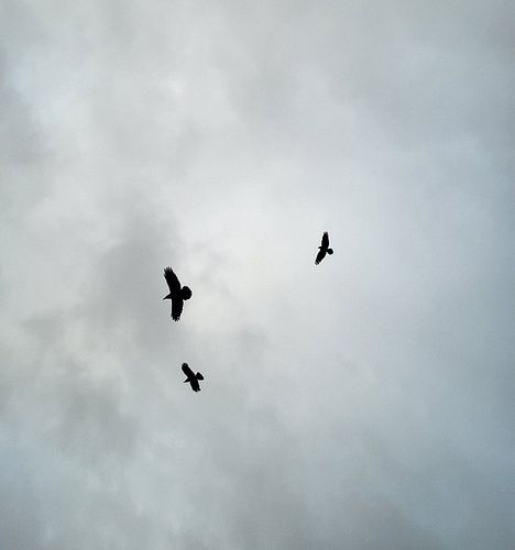 The ravens just get me. I call out to them in their language (poorly) and they get excited, like they’re saying ‘yep, that’s ...