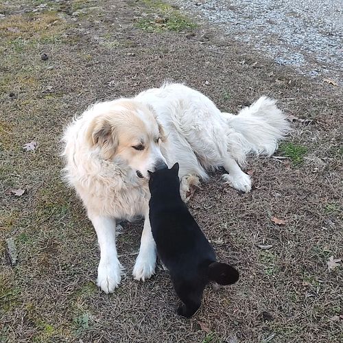 Dusty the Dog and Cuddles the Cat

#cats #dogs #catsofinstagram