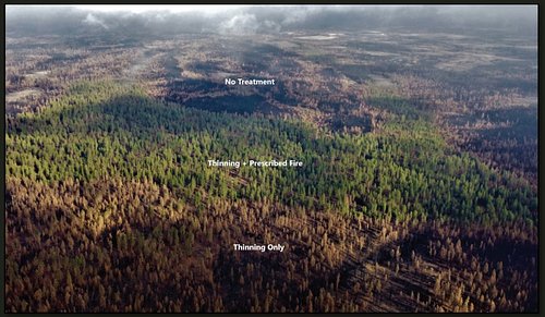 In overstocked Dry forests of SW Oregon that are at high risk for high severity wildfire, Forest Bridges promotes combining v...