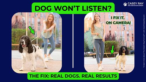 🚨 Does your dog need help with leash pulling, jumping or not listening?

I’m filming a new YouTube video series called “The F...