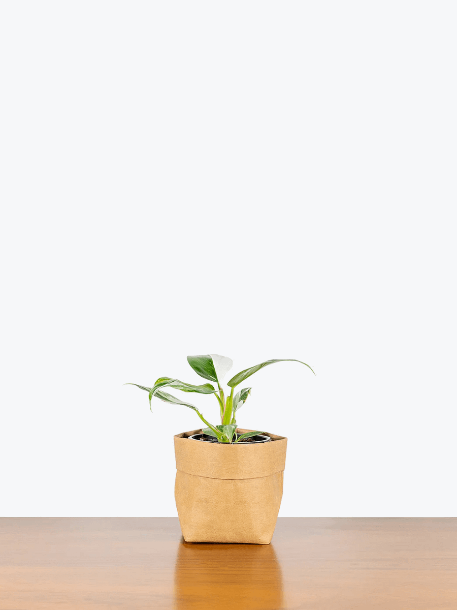 Philodendron White Wizard product image (1)