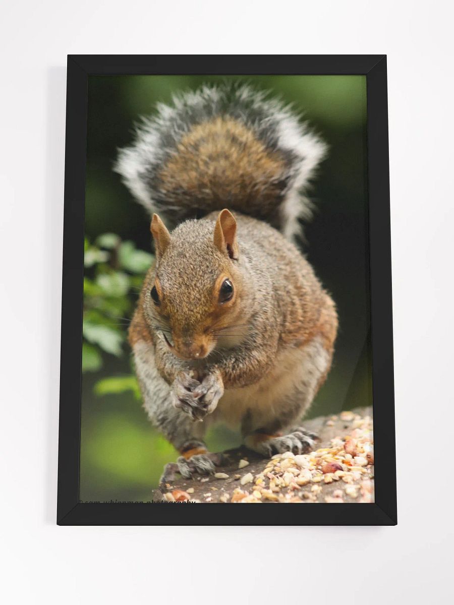 Squirrel Framed Matte Finish Prints product image (4)