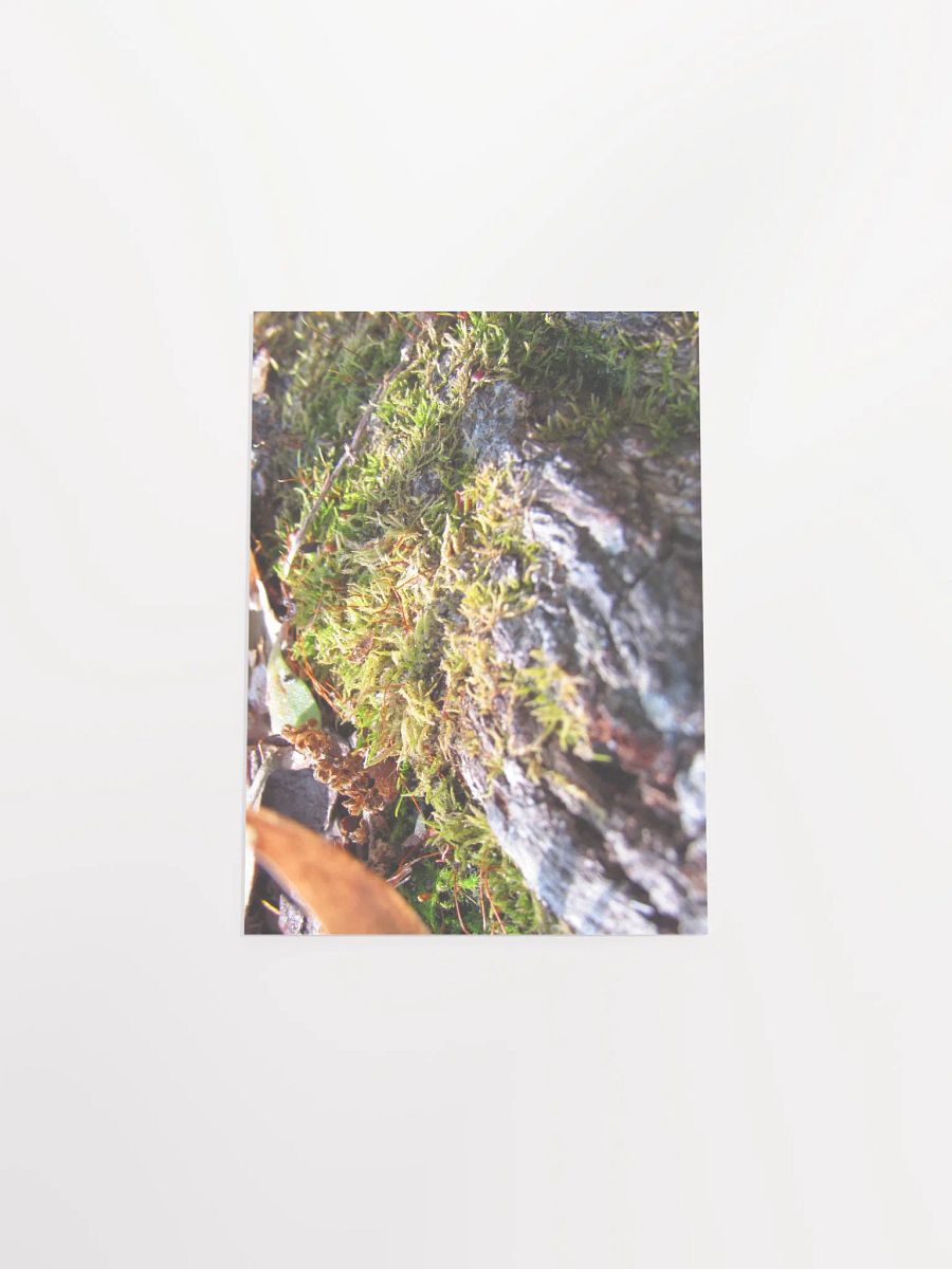 Forest Skin product image (51)