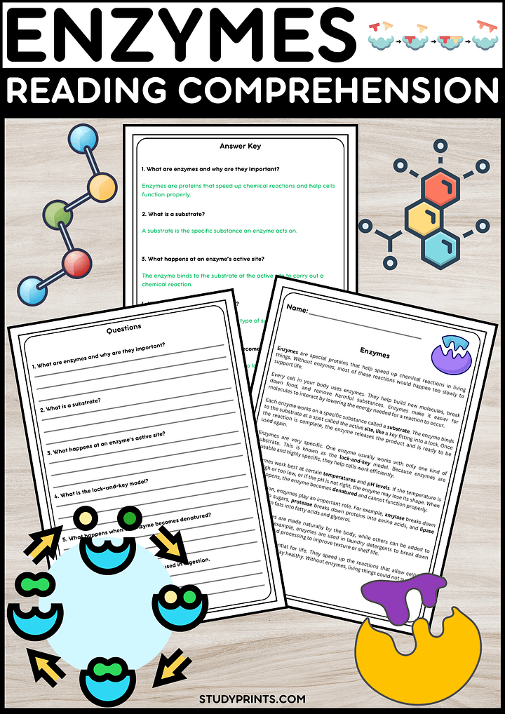Enzymes Reading Passage with Comprehension Questions product image (1)