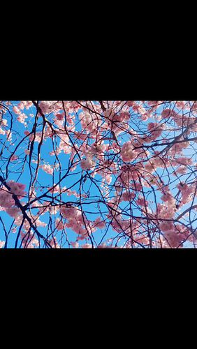 Le printemps 😀