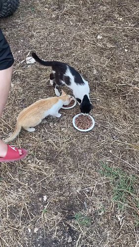 CATkada 
#catkada #lefkada #catlovers #fyp