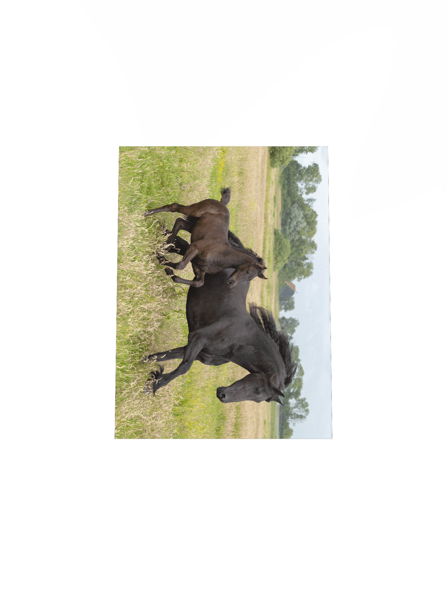 Saly & Elvis running product image (5)