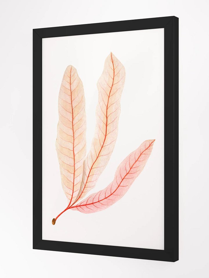 Ecotone Leaf Skeleton Framed Print product image (2)