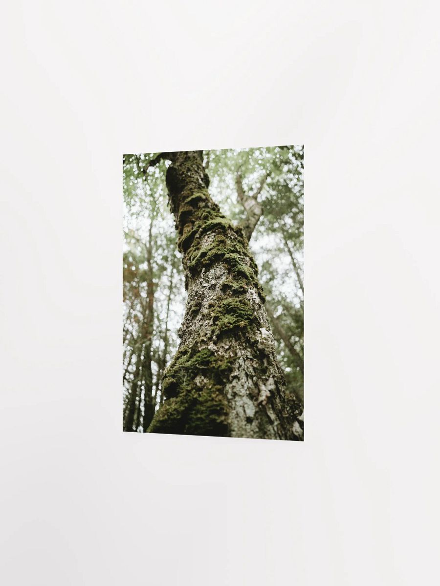 “The Old Ones” – Mossy Forest Tree Art Print product image (15)