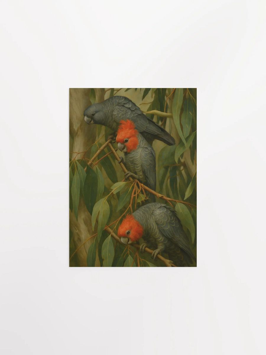 Gang Gang Cockatoos. product image (2)