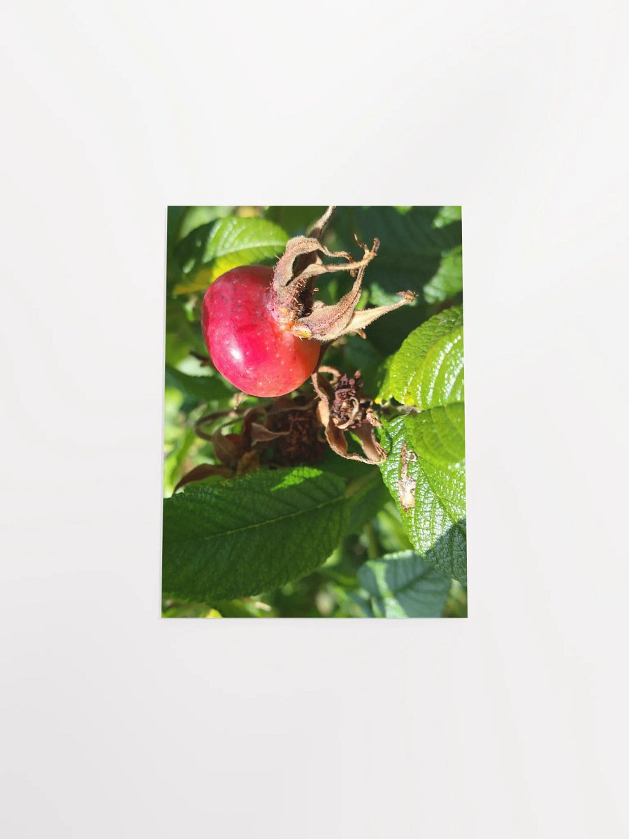 Rose Hip [Poster] product image (4)