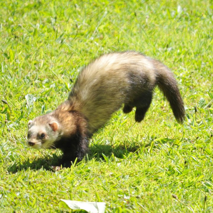 Ferret product image (1)