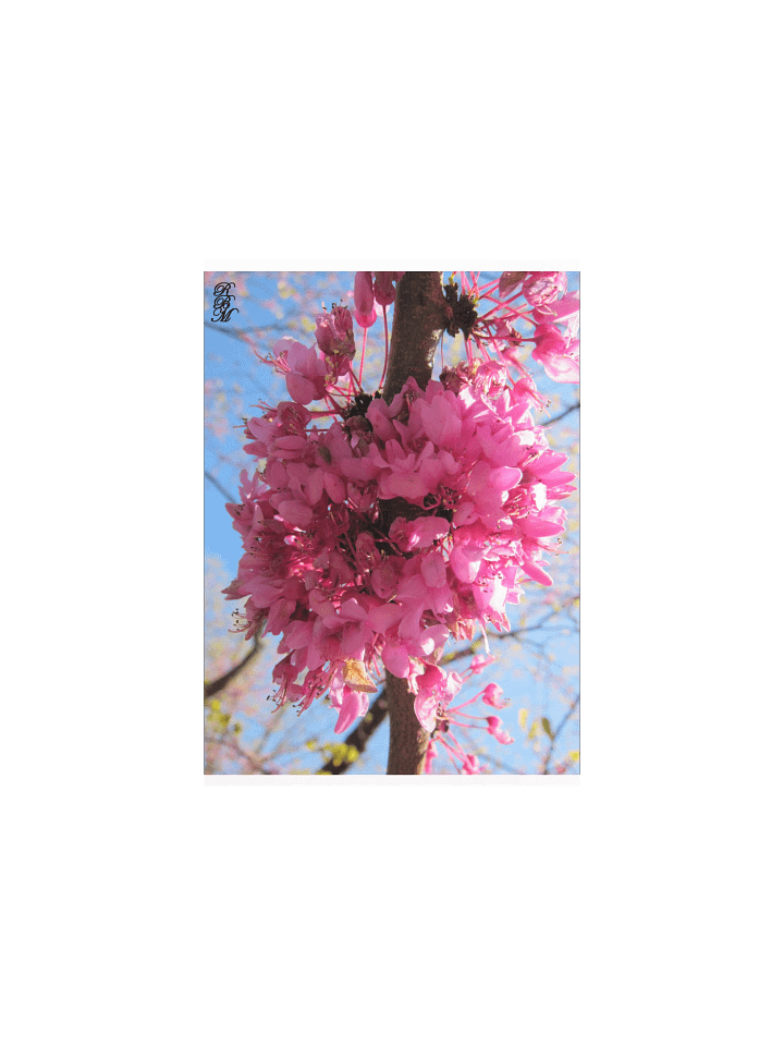 Pink Flowers on a Tree product image (2)