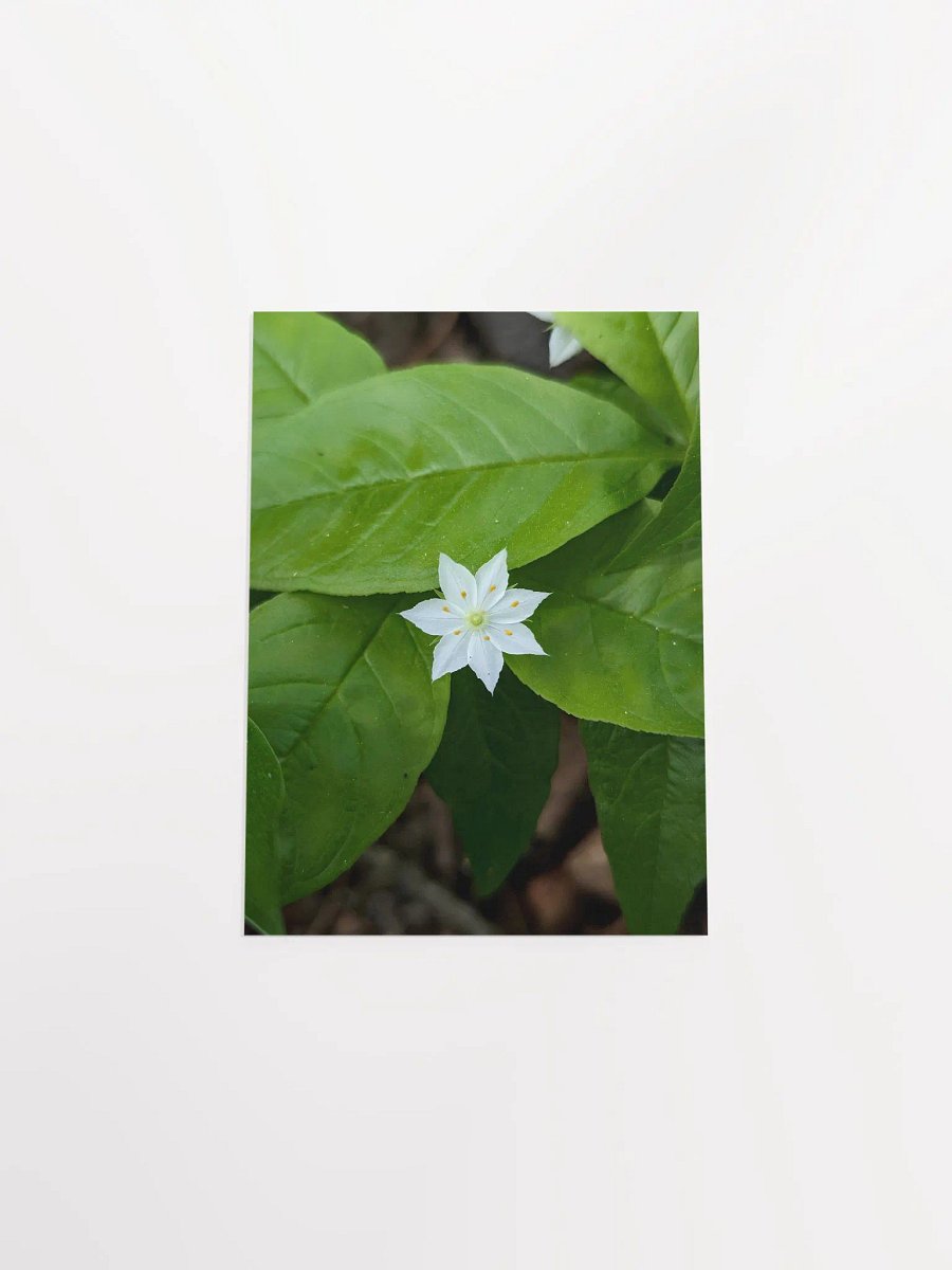Starflower (Print) product image (48)