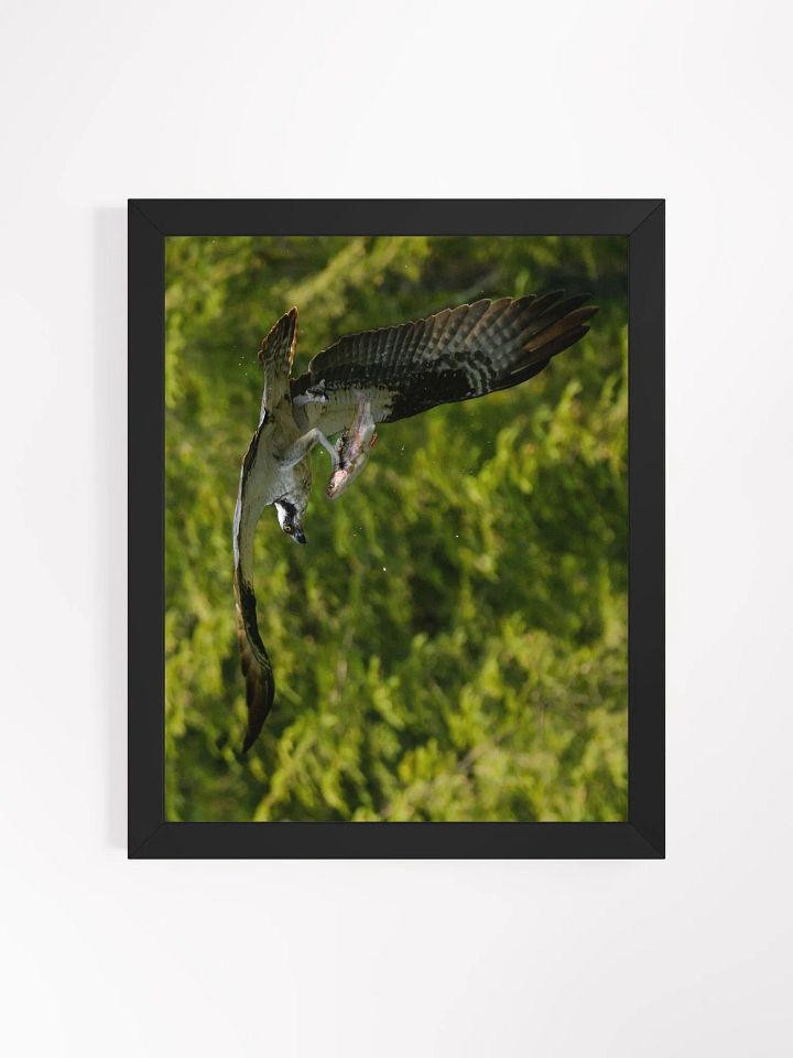 Osprey Catching Dinner product image (1)
