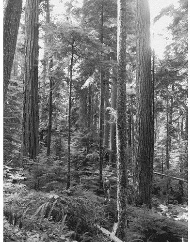 Moist Old Growth forests in western Oregon are characterized by vigorous understory growth, copious amounts of standing and d...