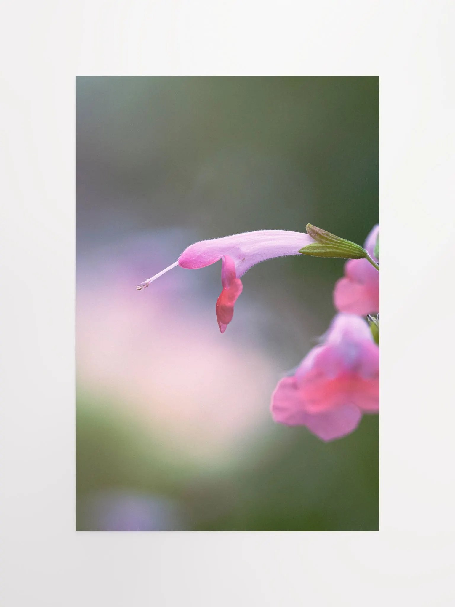 Pink Hummingbird Flower product image (10)