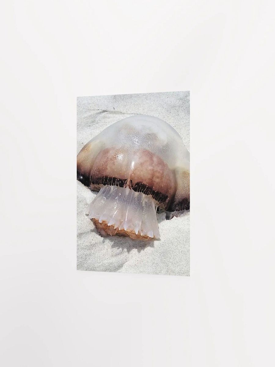 Jellyfish product image (24)