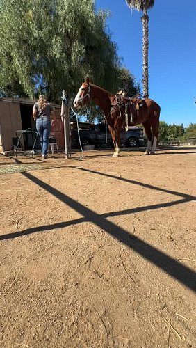 Anyone else give pre-cinch treats? #horse #horsesofinstagram #equestrian #trailride #quarterhorse #horsebackriding