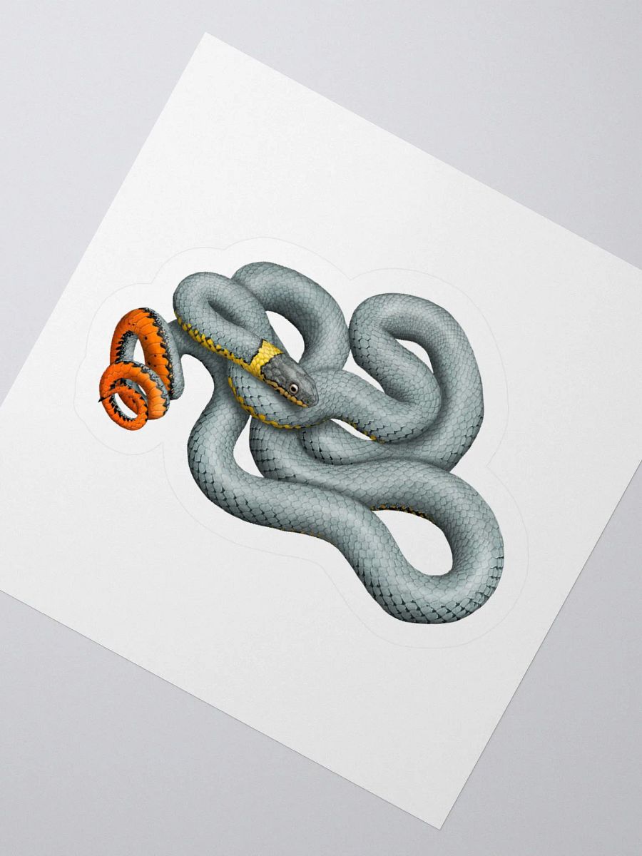 Die-Cut Sticker – Regal Ringnecked Snake product image (5)