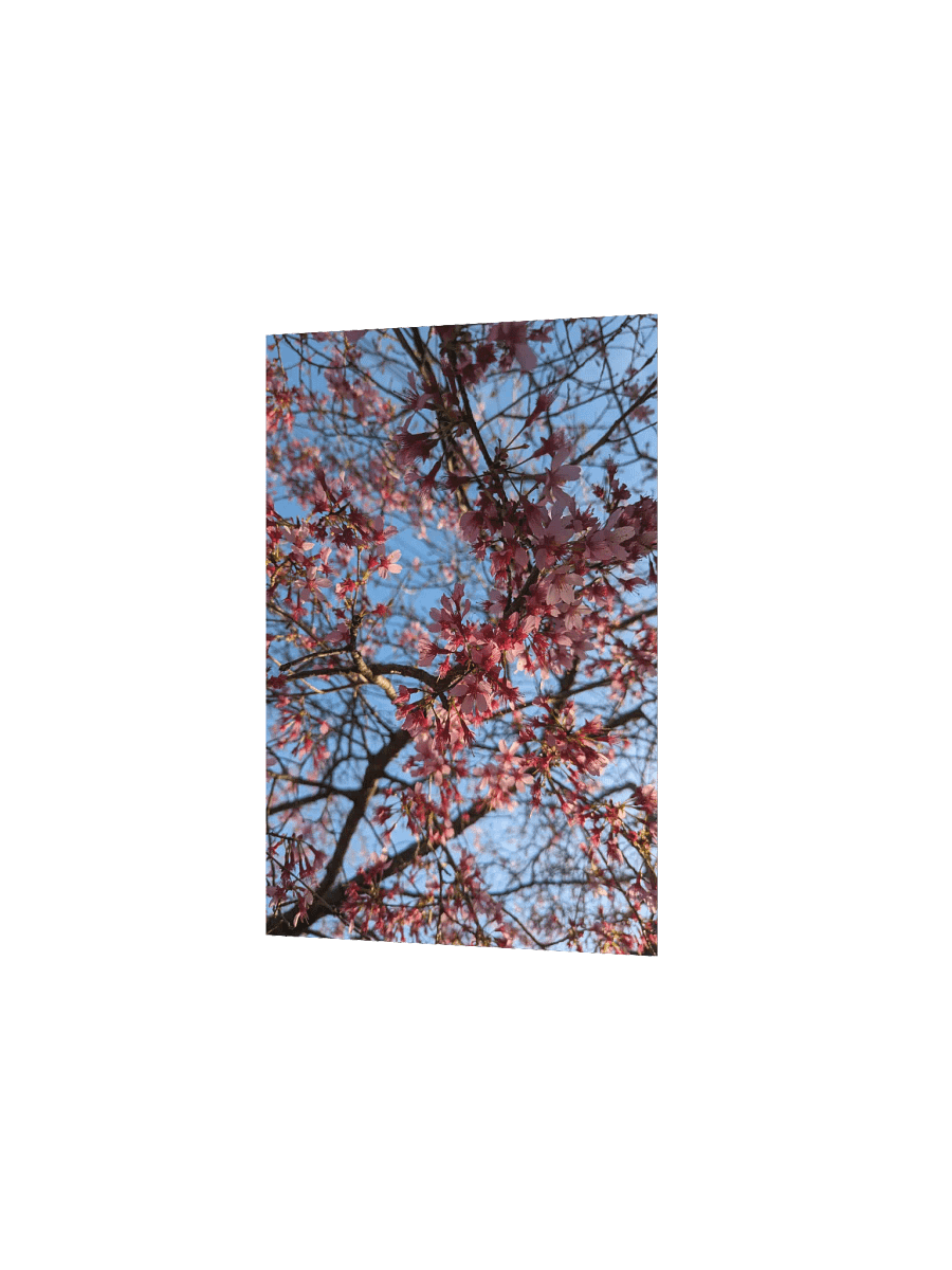 Baby Blossoms Poster product image (2)