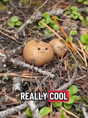PUFFBALLS!!! CUTIES!!! #STEM #fungi #nature yes I saw a kick ass clash of clans ad and wanted to try the edit out too shush, I'm trying to trick the algo into feeding people nature content SUE ME