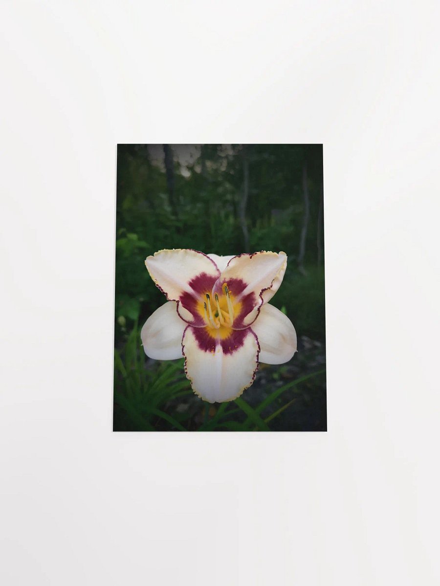 Daylily (Print) product image (27)