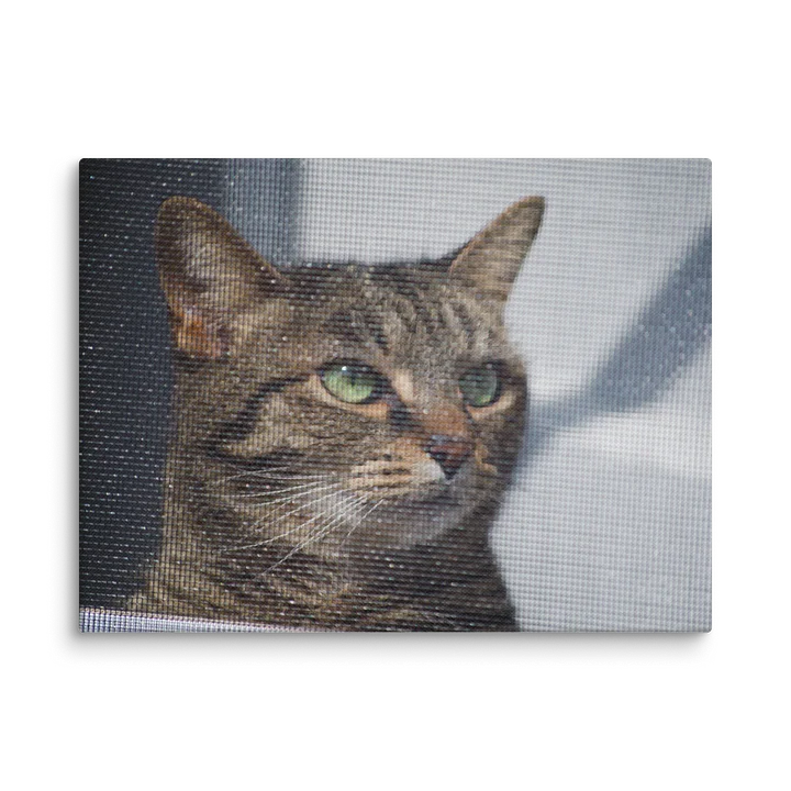 Screened Tabby (Canvas Print) product image (1)