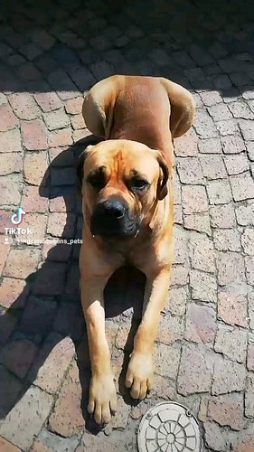 Rhino being a cutie! #boerboel #southafrica #mastiff #southafricanboerboel #boerboels #boerboelmastiff #capetowndogs