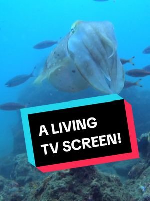 The Most Advanced Skin On Earth?! #cuttlefish #nature #ocean #fish 