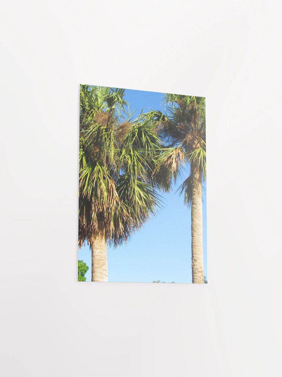 Florida Palms product image (36)