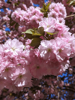 Cherry Blossom Digital Wallpaper Set product image (1)