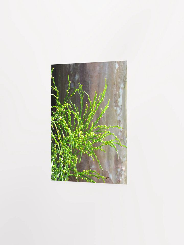 Vescular Plant product image (20)