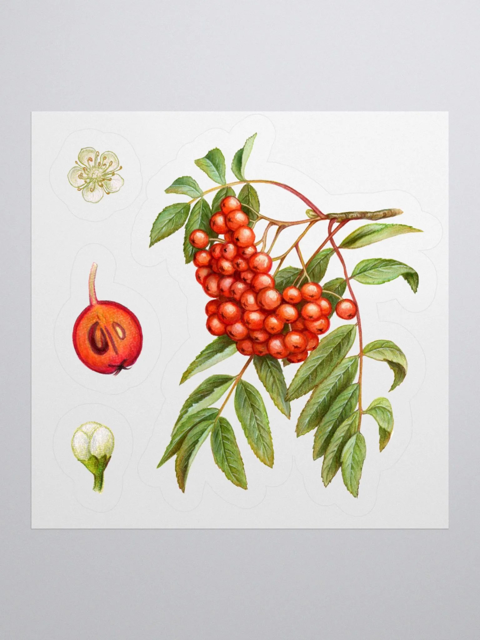 Rowan plant stickers product image (2)