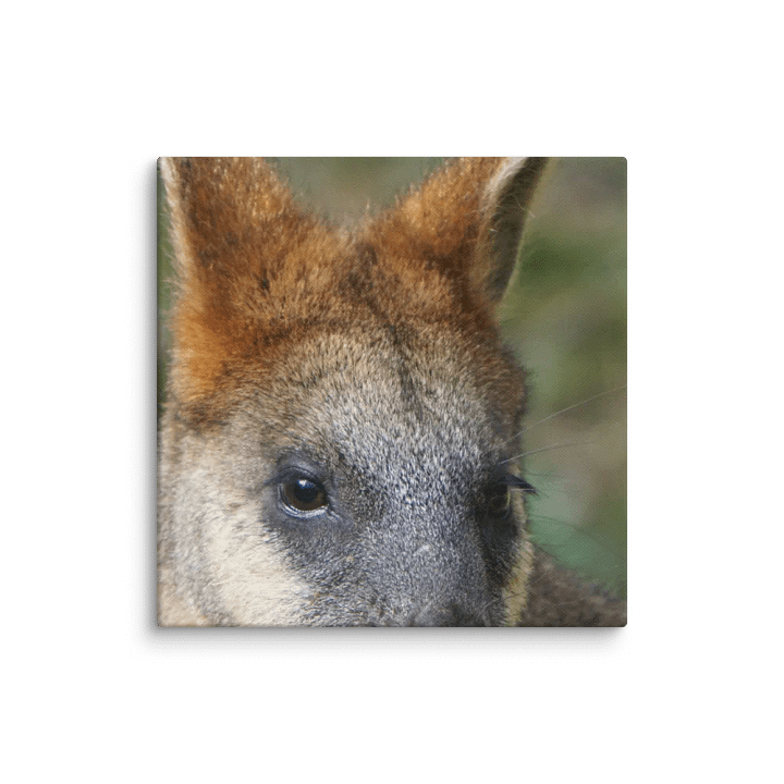 Kangaroo Canvas product image (2)